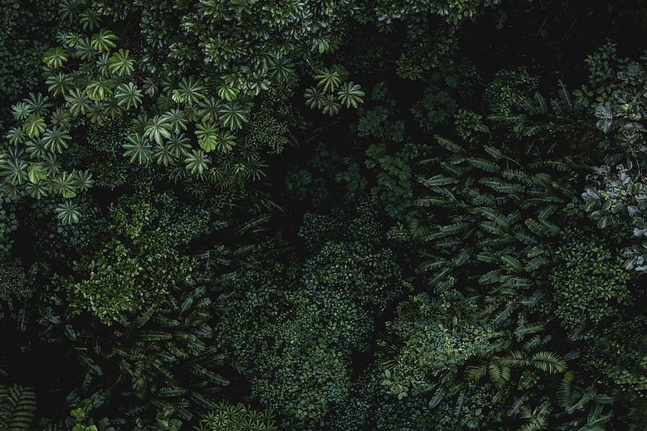 bird's eye view of green plants, top view photo of trees, Monteverde HD wallpaper
