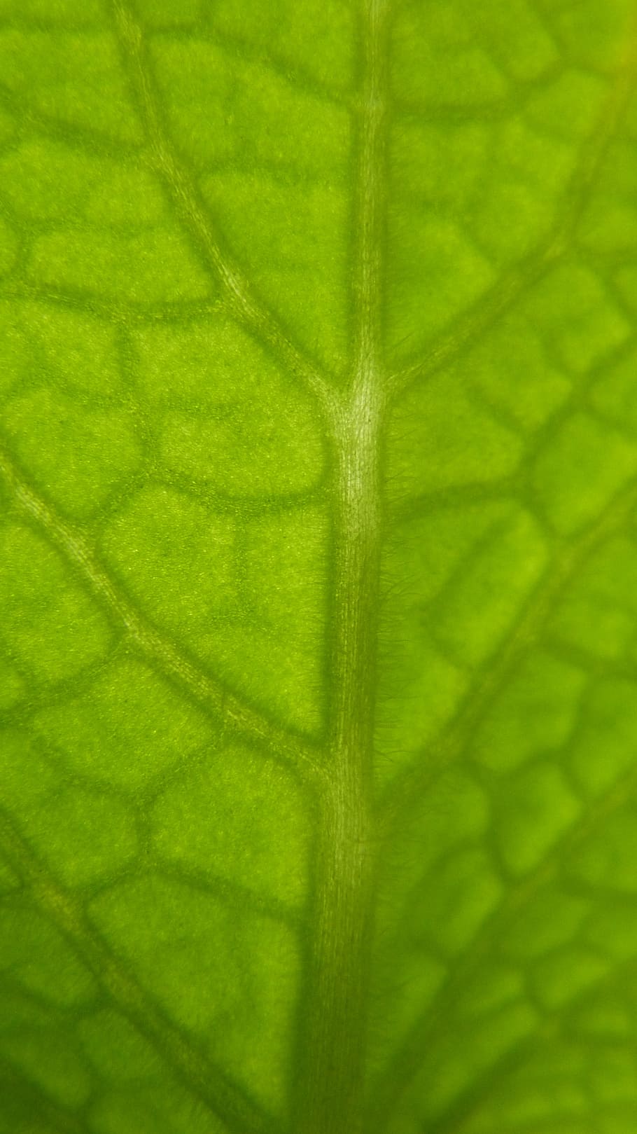 sheet, herb, green, structure, leaf, nature, plant, macro, green Color HD wallpaper