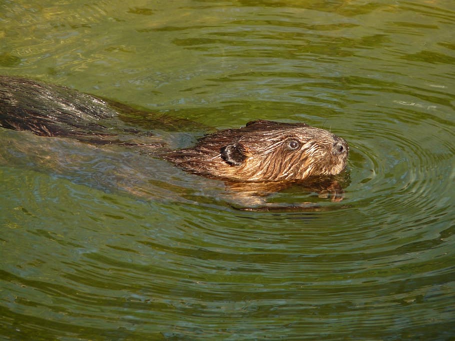 close-up photo of brown beaver at daytime, mammal, rodent, nager, HD wallpaper