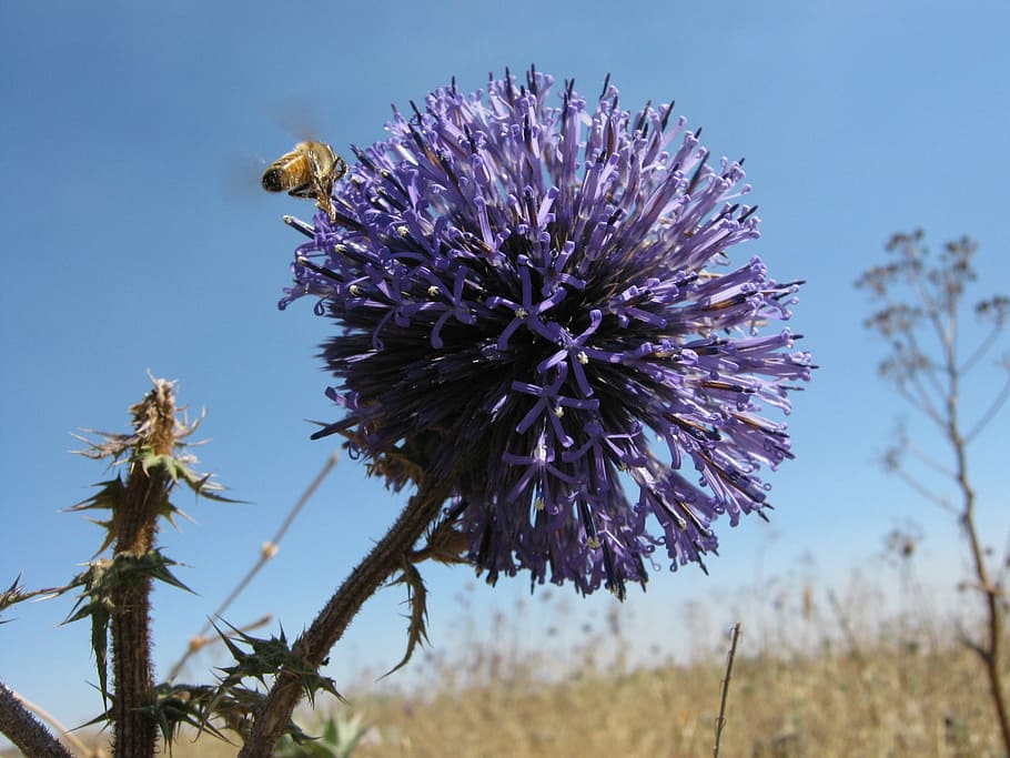 Bee, Flower, Blossom, Macro, Outdoor, natural, day, bloom, purple HD wallpaper