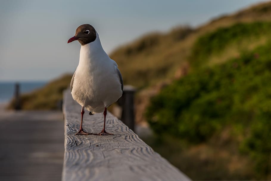 white and black seagull on brown wooden dock, water, beach HD wallpaper