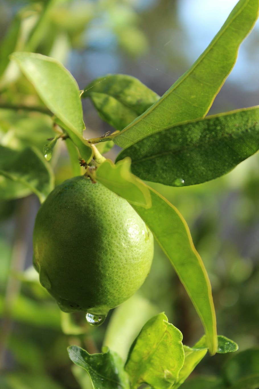 lime, tree, green, plant, ripe, fresh, crop, farm, food, nature, HD wallpaper