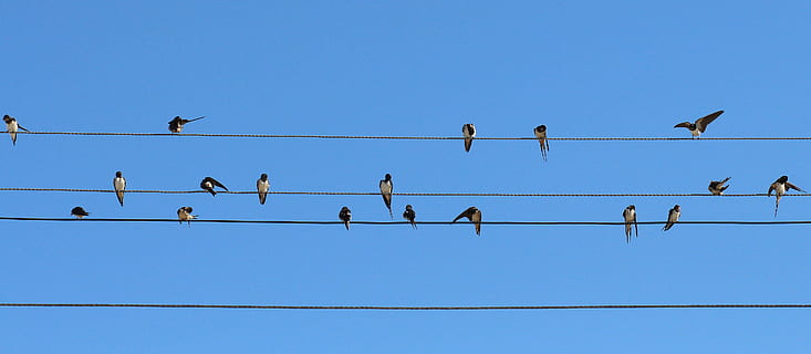 flock of barn swallows perched on cable during daytime, birds HD wallpaper