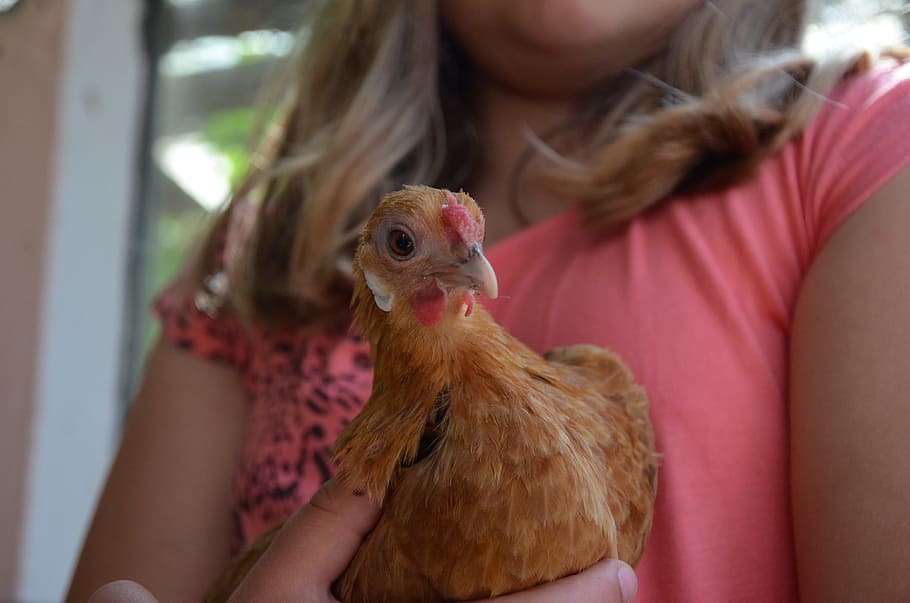 Chicken, Brown, Poultry, Hen, trustful, farm, animal, pets HD wallpaper