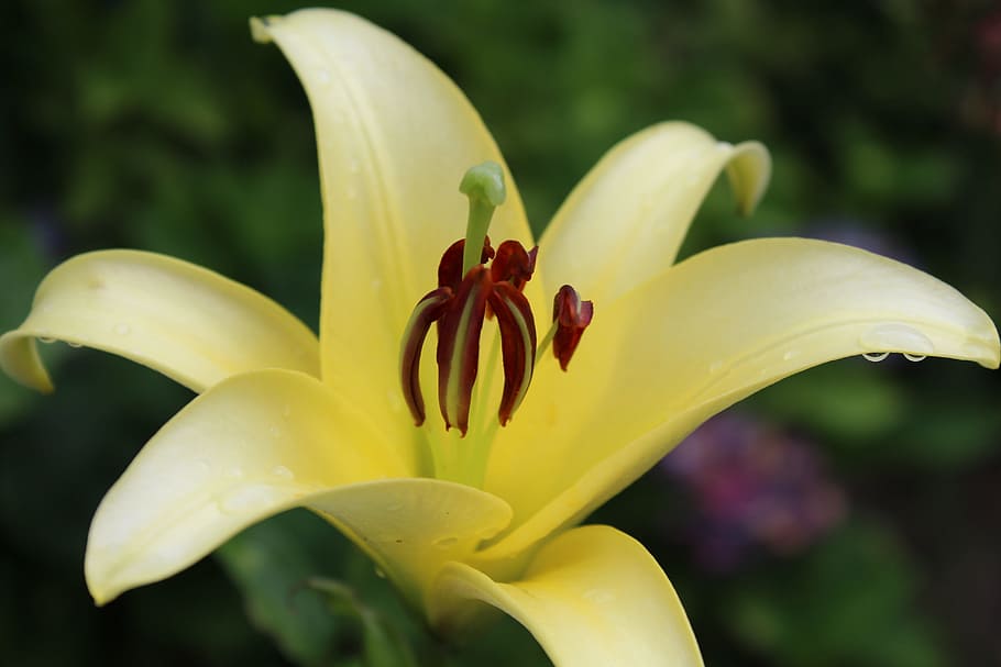 Blossom, Bloom, Yellow, Flower, Nature, plant, close, yellow flower HD wallpaper