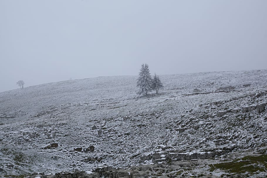 fog, winter, tree, landscape, nature, snow, field, white, crap HD wallpaper