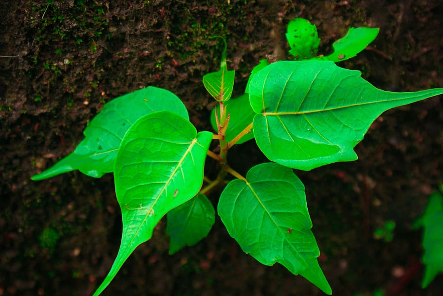 my, photo, shoot, green color, plant part, leaf, growth, nature HD wallpaper