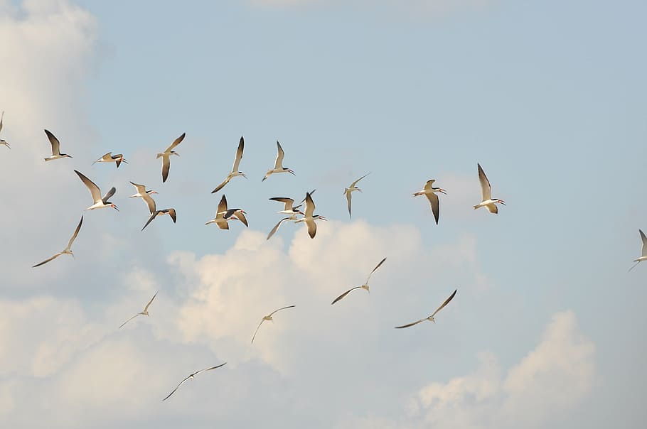 birds, flight, sky, wings, herd, fauta, rio, cáceres, nature HD wallpaper