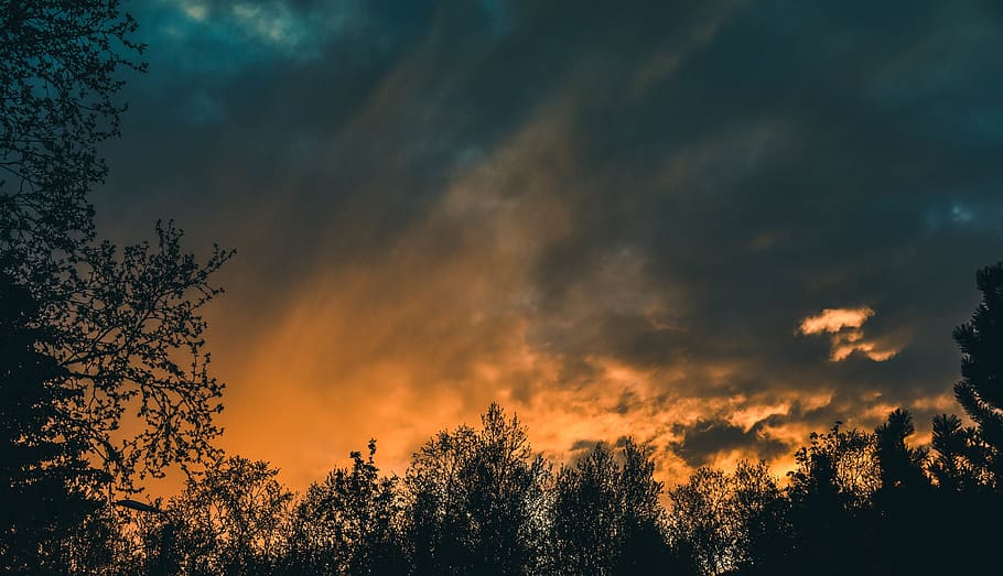 forest under black sky, sunset, dusk, clouds, cloudy, storm HD wallpaper