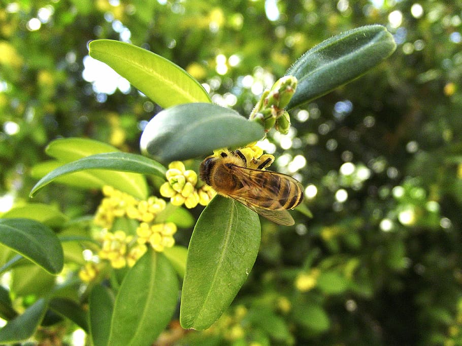 bee, spring, pollen, plant, leaf, plant part, growth, green color HD wallpaper