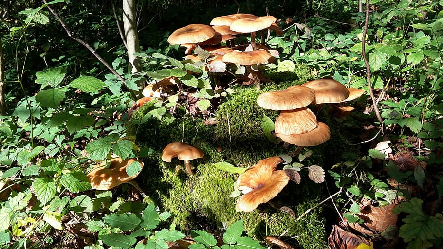 Forest, Mushroom, Tree, Moss, fungus, toadstool, growth, edible mushroom HD wallpaper