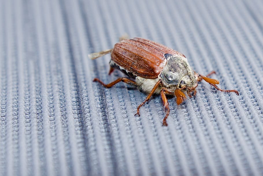nature, beetle, may-beetle, animal wildlife, one animal, close-up HD wallpaper