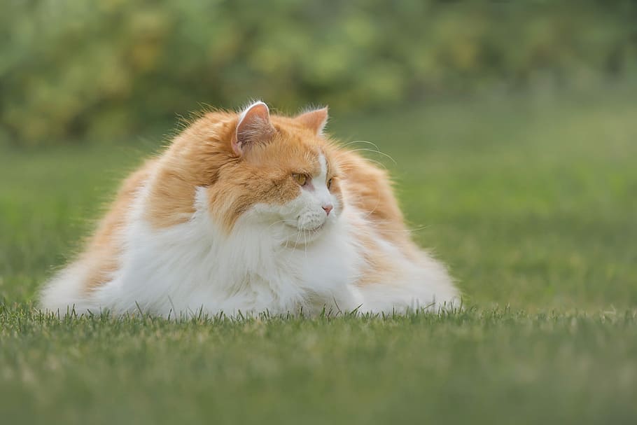 orange and white cat lying on grass, british longhair, breed cat, HD wallpaper