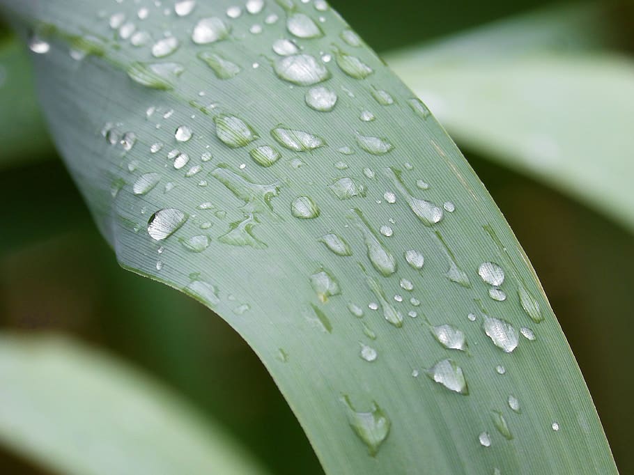 leaf, american cane, drops, rocio, texture, wet, close-up, water HD wallpaper