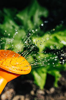 Early spring garden, plants, hoe, gardening, watering can, seedling HD wallpaper