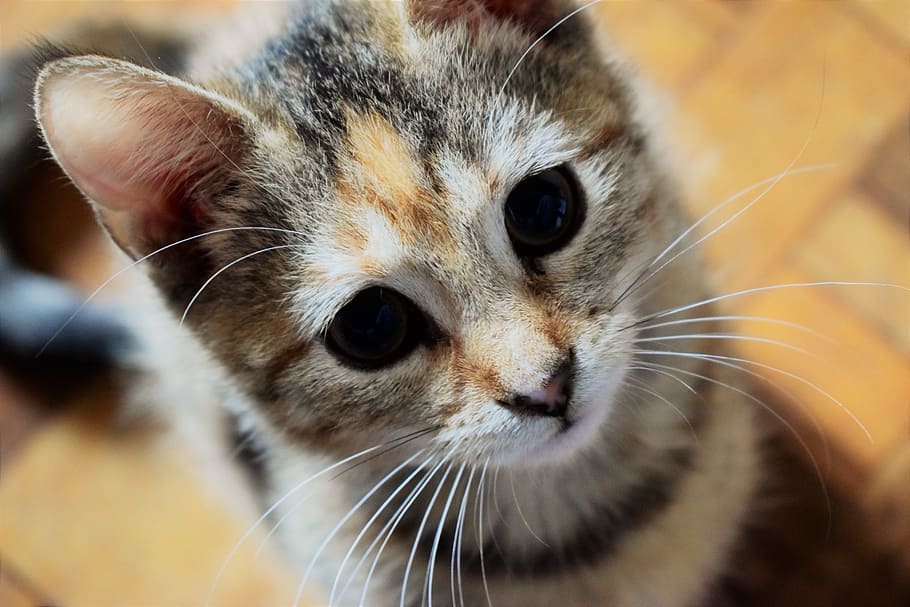 great, eyes, cat, animal themes, mammal, domestic, one animal HD wallpaper