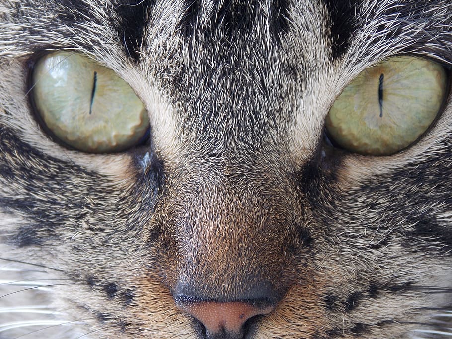 Eyes, Face, Portrait, Stare, intense, cat, animal, look, head HD wallpaper