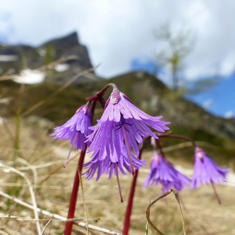 flower, macro, nature, mountain, meadow, purple, flora, plant HD wallpaper