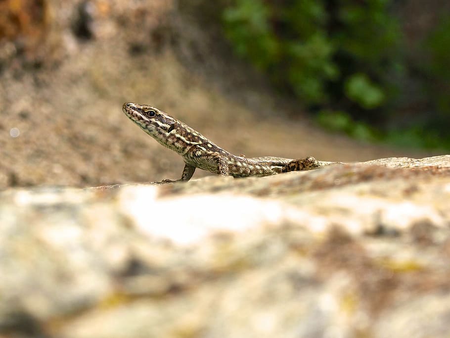 lizard, watch, lauer, close, reptile, stone, attention, look HD wallpaper