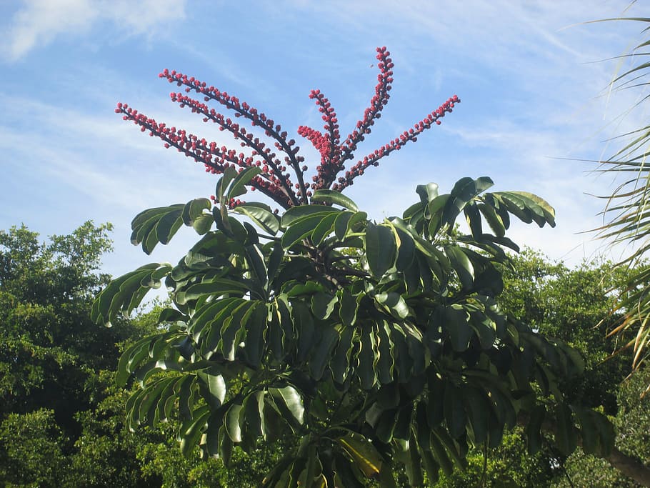 flowers, trees, green, plant, growth, sky, green color, leaf HD wallpaper
