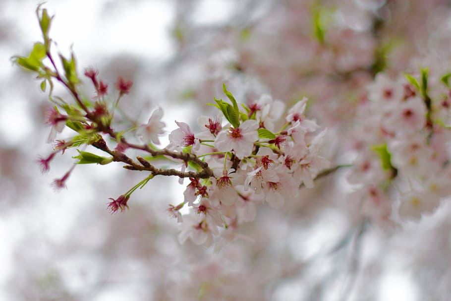 Sakura, Japan, Flower, fragility, blossom, nature, springtime HD wallpaper