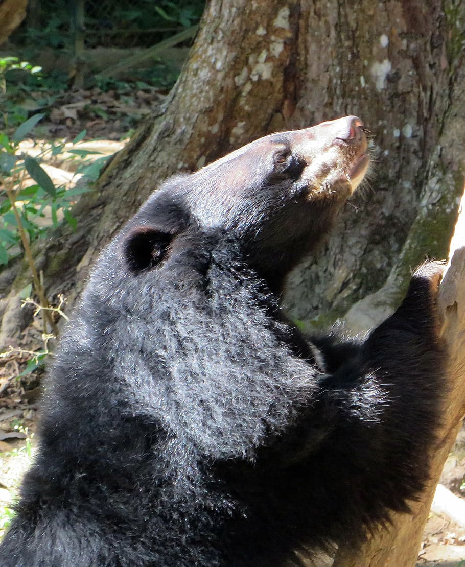 laos, bear coconuts, ursidé, wild, helarctos malayanus, bear sun HD wallpaper