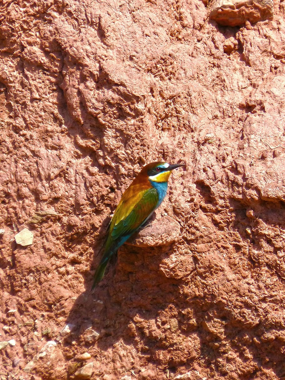 Bee-Eater, Colorful, Mud, Wall, Nest, mud wall, abellarol, one animal HD wallpaper