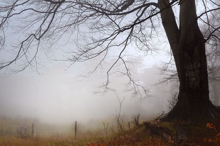 fog, tree, plant, nature, grass, trunk, tree trunk, land, tranquility HD wallpaper