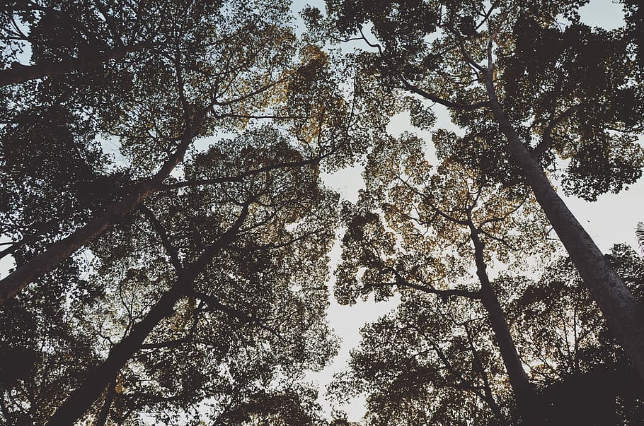 low angle photo of trees, low angle photography of trees during daytime HD wallpaper