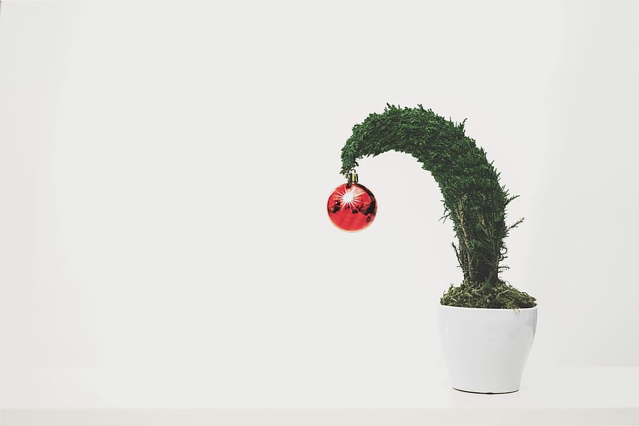green leafed plant with red bauble, red bauble hanging on green leafed plant HD wallpaper