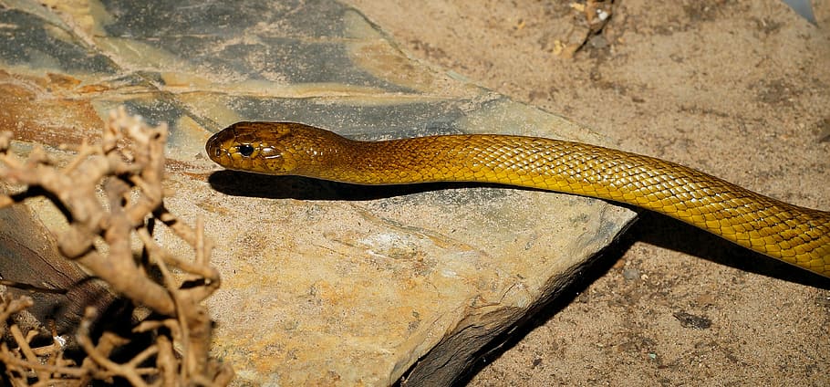 yellow cobra snake, Inland Taipan, Australia, Animal, dangerous
