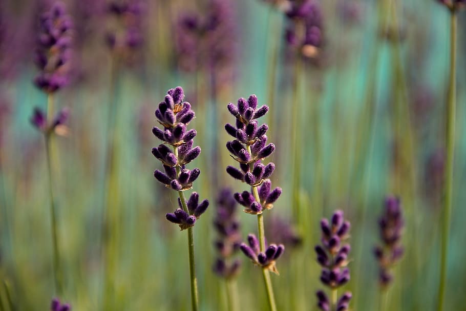 close-up photo purple petaled flowers, lavender, violet, nature HD wallpaper