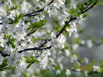 selective focus photo of white petaled flowers, apple blossom HD wallpaper