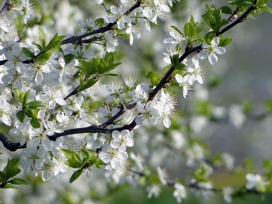 selective focus photo of white petaled flowers, apple blossom HD wallpaper