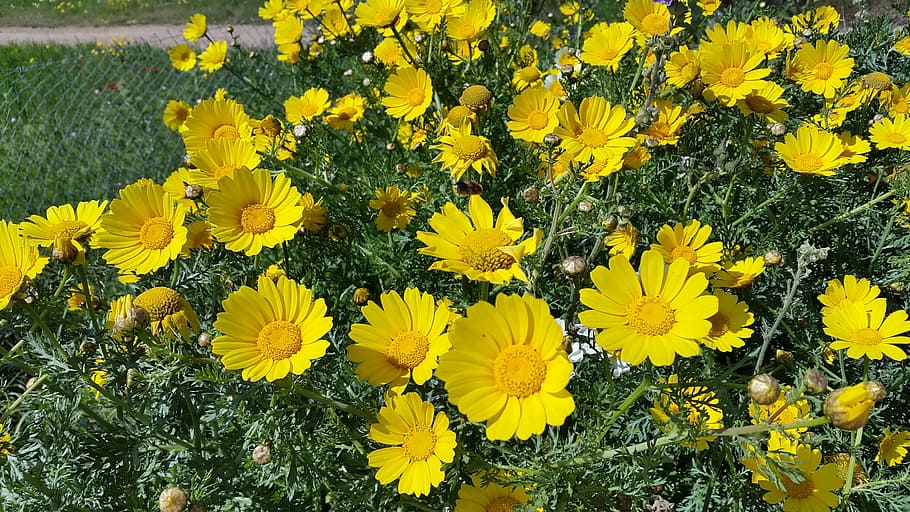 yellow, spring flowers, mallorca, flowering plant, freshness HD wallpaper