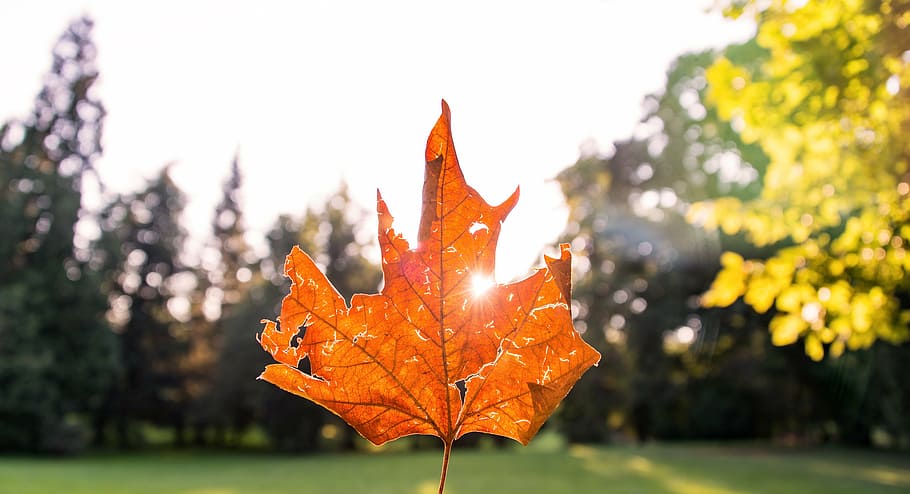 closeup photography of brown maple leaf, selective, focus, leaves HD wallpaper