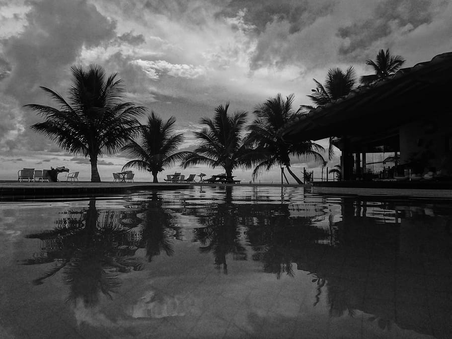coconut tree, holiday, vocation, resort, coconuts, tropical HD wallpaper