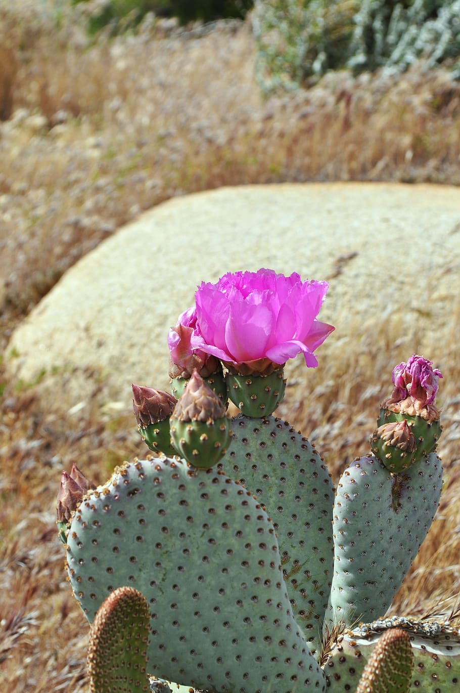selective focus photography of pink flowering Barbary fig cactus HD wallpaper