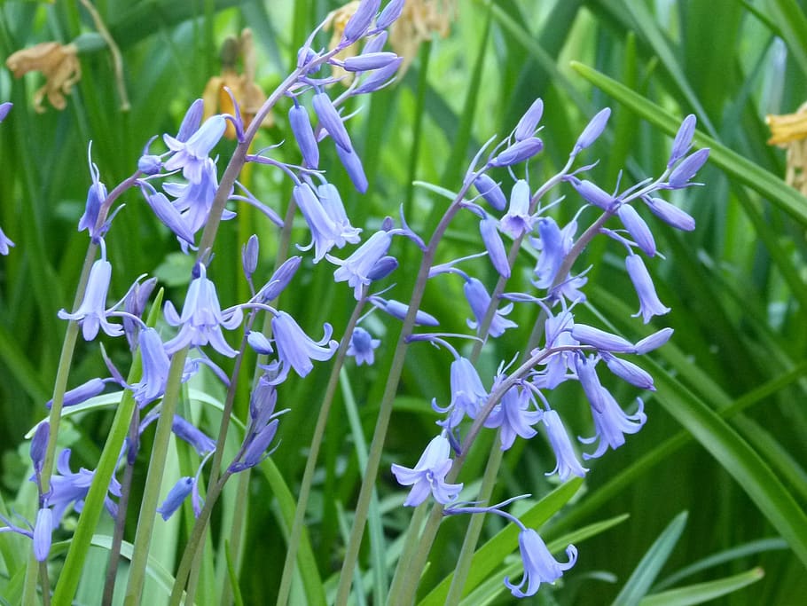 bluebells, woods, spring, forest, nature, woodland, colorful, HD wallpaper