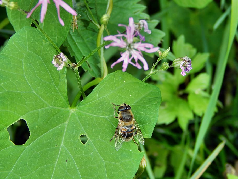 mucha, insect, bow tie, plant part, leaf, green color, animals in the wild HD wallpaper
