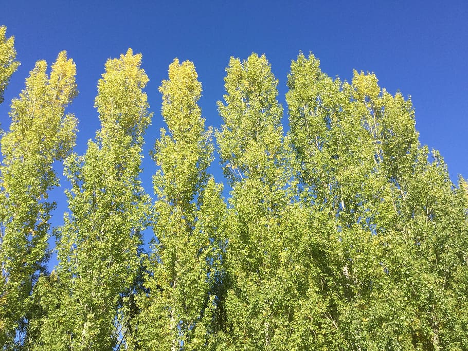 summer, trees, blue sky, forest, park, plant, growth, beauty in nature HD wallpaper