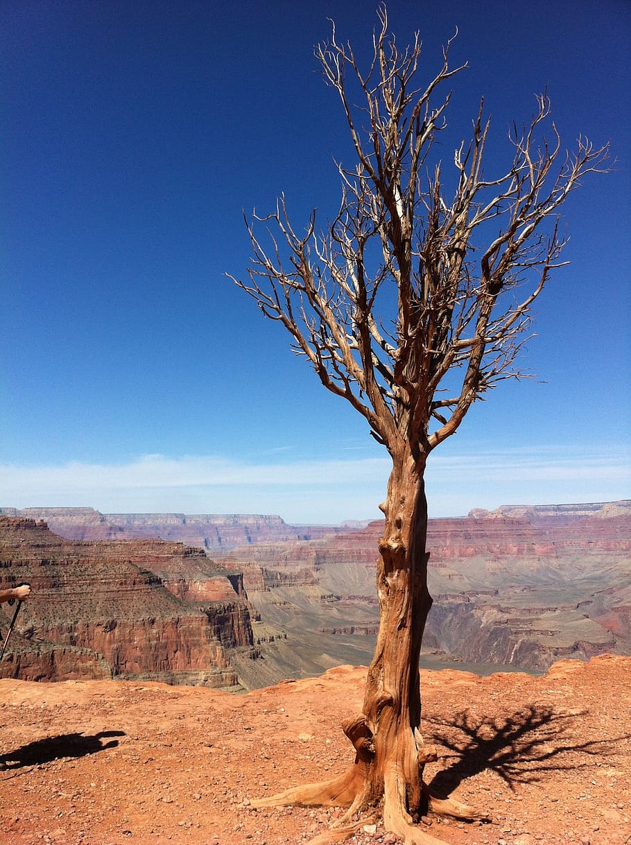 tree, canyon, grand, rock, desert, valley, nature, usa, panoramic