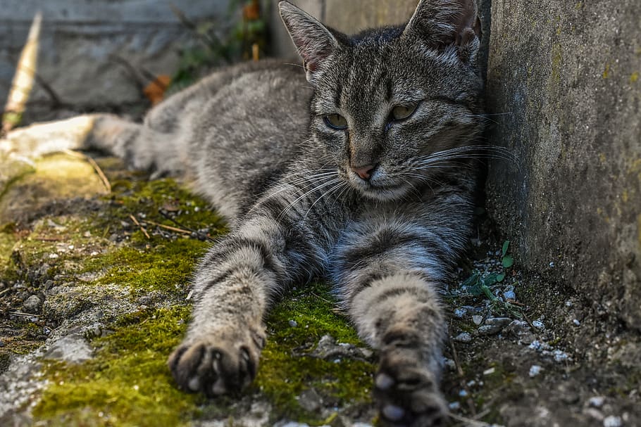 chilling, cat, sleeping, feline, animal themes, mammal, domestic cat HD wallpaper