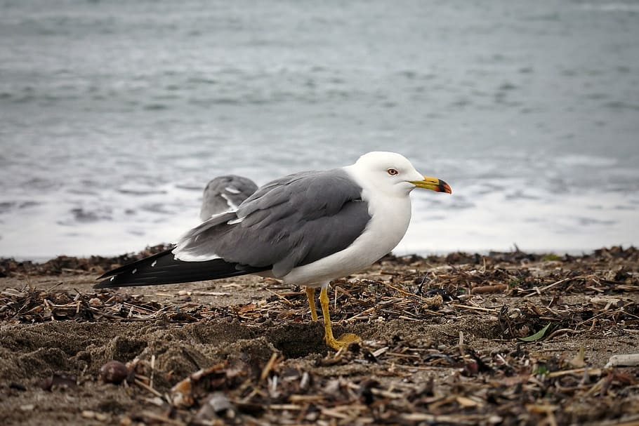 animal, sea, beach, wave, sea gull, seagull, seabird, wild animal HD wallpaper