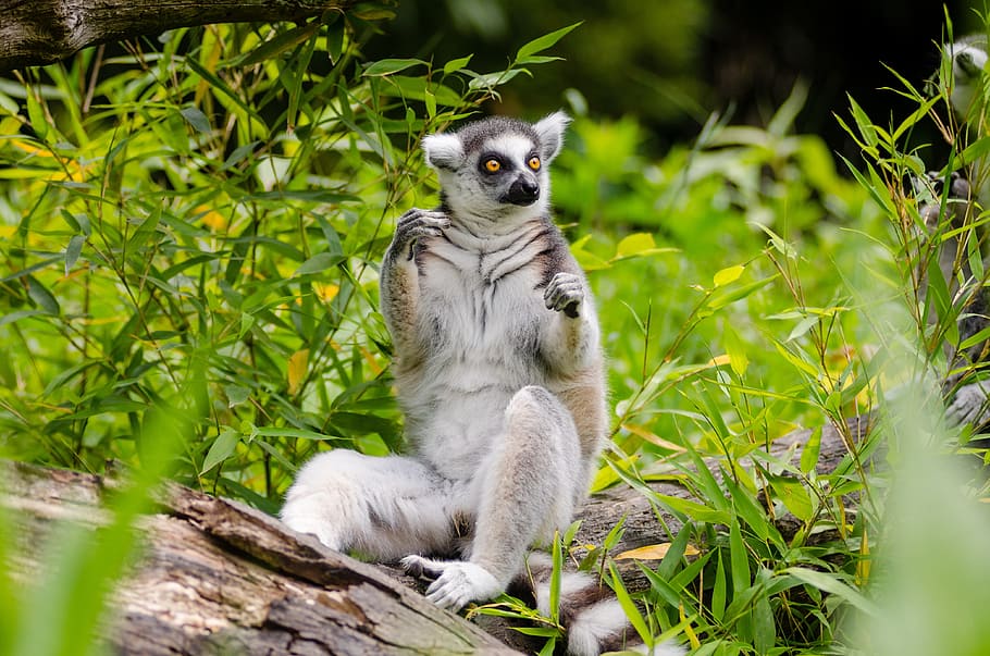 brown and white leemur on brown log, animal, cute, fur, grass HD wallpaper