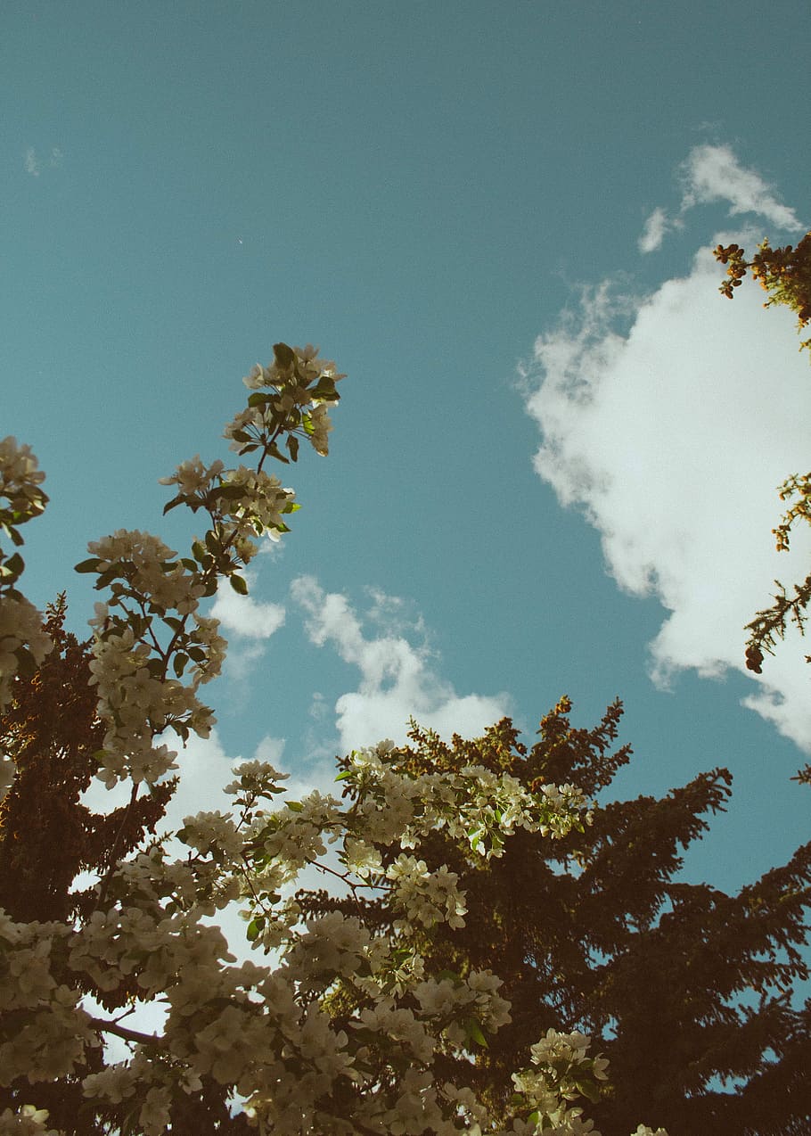 low angle photography of green tree and sky, green leaves, woodland HD wallpaper