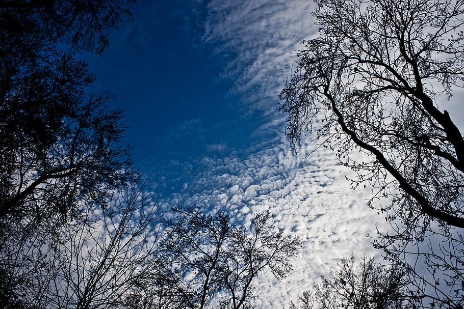 tree, branch, forest, cloud, reverse light, blue, plant, sky HD wallpaper