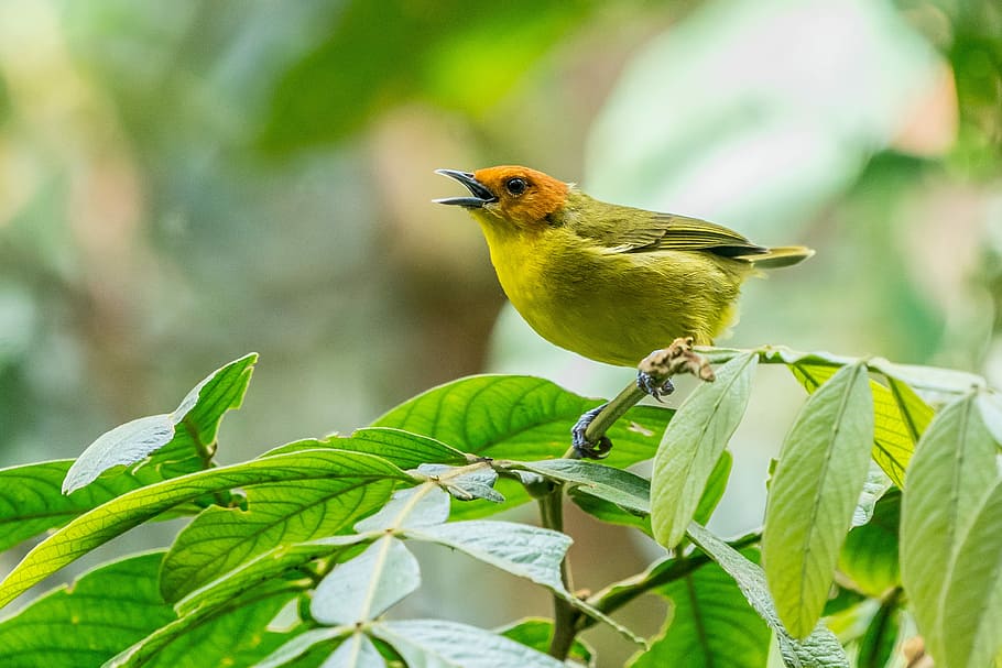 yellow bird perching on green leaf tree during daytime, green bird on green plant HD wallpaper