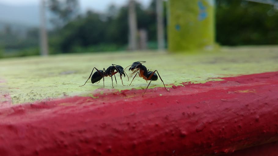 ants, chat, talk, wall, invertebrate, insect, animal themes HD wallpaper