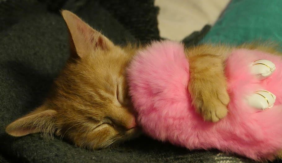 orange tabby kitten hugging pink plush toy, cute, pet, cat, furry, HD wallpaper